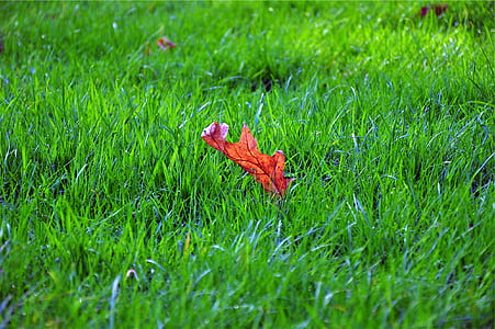 merah, Maple, daun, hijau, rumput, bidang, warna hijau