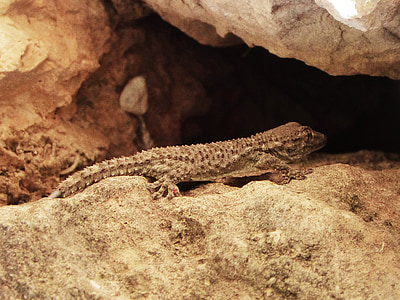 Gecko, δράκος, σαύρα, βράχια