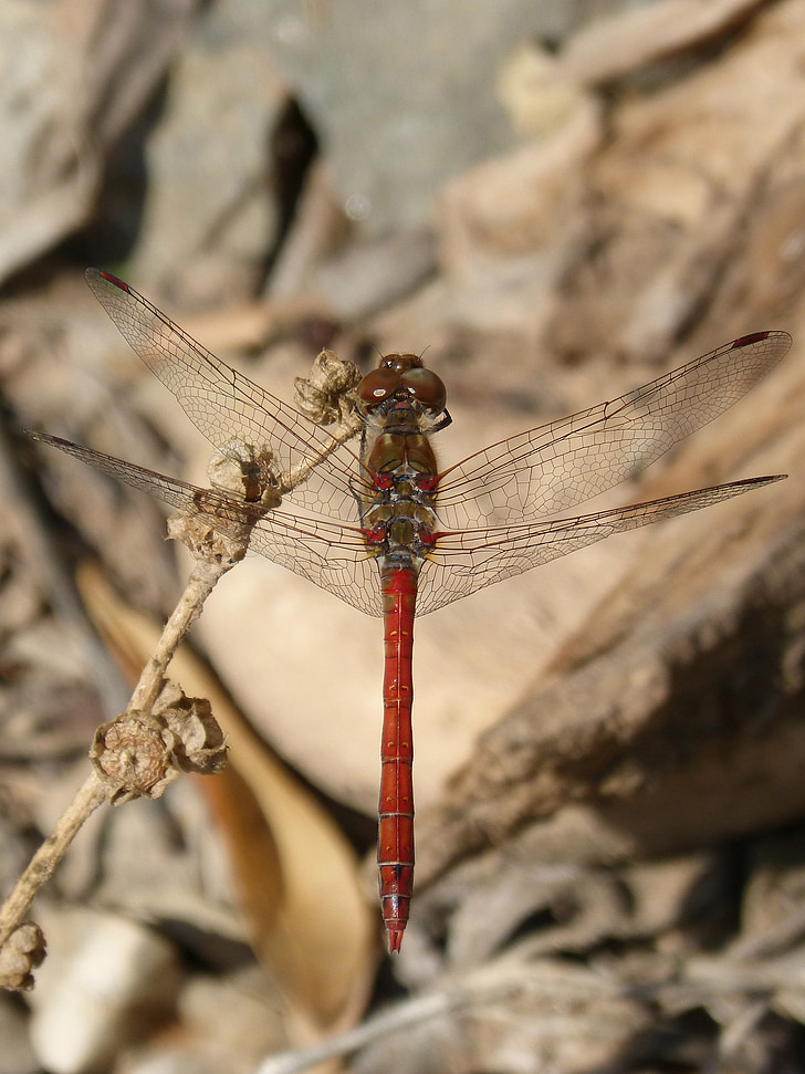 Dragonfly, annulata trithemis, Jeg odonado, bevinget insekt, gren, insekt, dyr