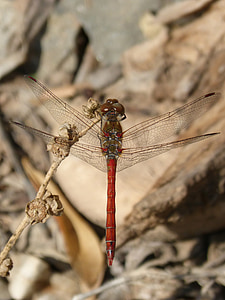 Dragonfly, annulata trithemis, Jeg odonado, bevinget insekter, gren, insekt, dyr