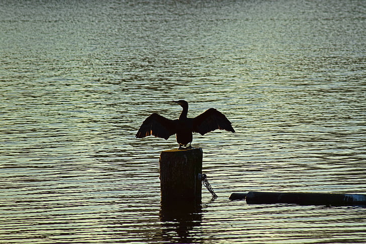 cormorant, bird, water, wing, silhouette