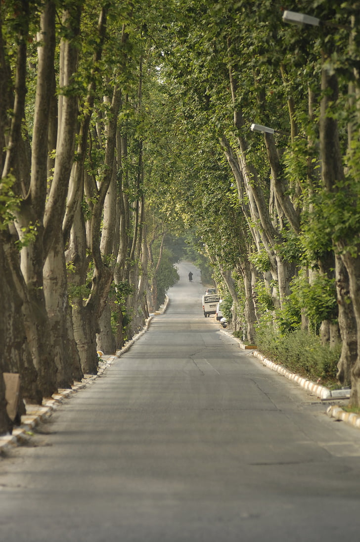 trees, road, parkway, nature, landscape