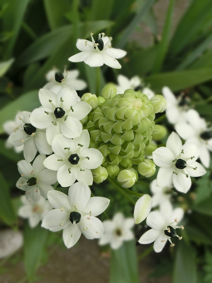 l’étoile de Bethléem, blanc, unique, Pingtung tropical flower bo, Ornithogalum, prune de Finch, fleur