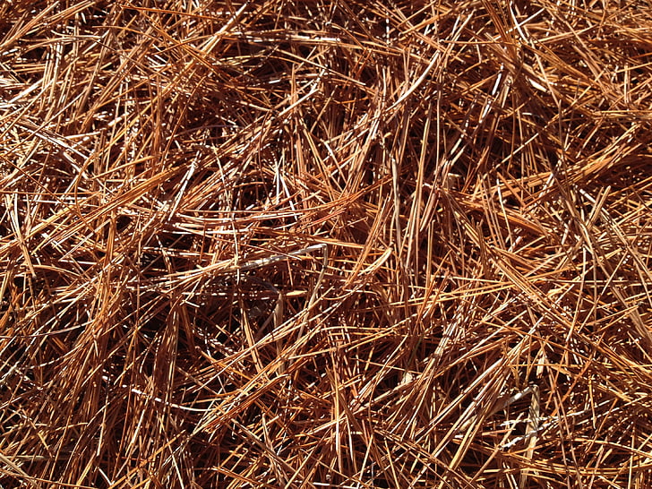 pine needles, carpet, fall, pine, forest, leaves, plant