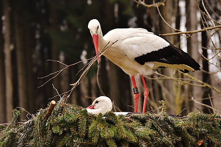 storks, nest building, pair, birds, nest, build, wildpark poing