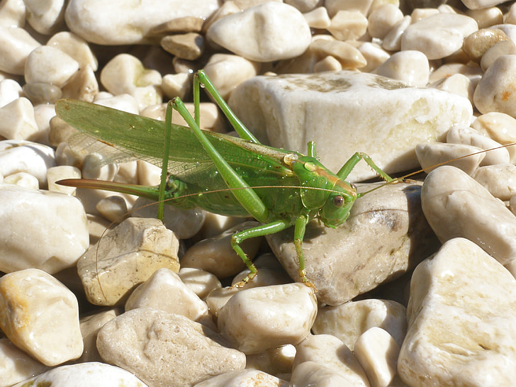 grasshopper, insect, macro, fauna, nature, sea, croatia