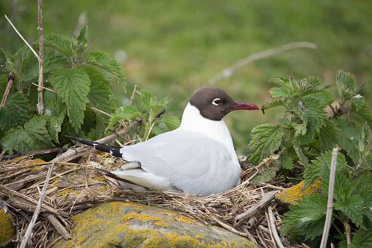 black-headed gull, nesting, bird, farne, seagull, gull, wildlife