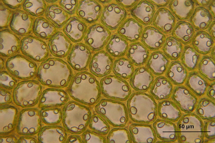 Bazzania tricrenata, microscópica, células, Biologia, macro, ciência, planta