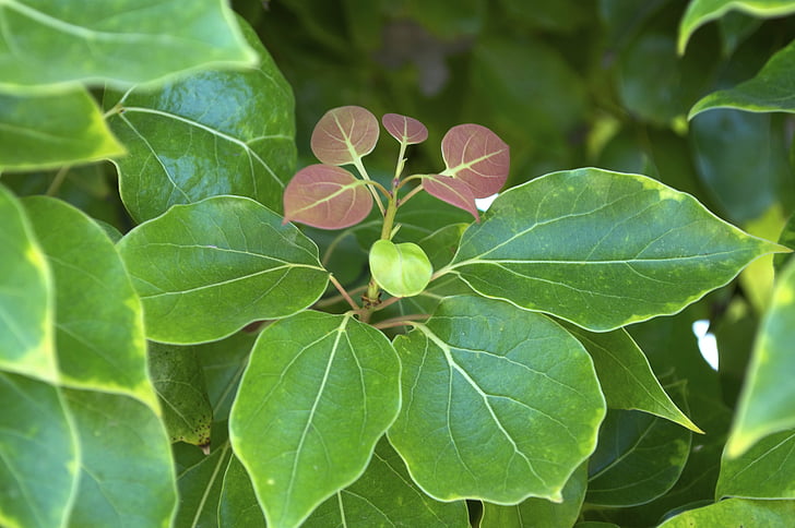 leaves, green, foliage, nature, plant