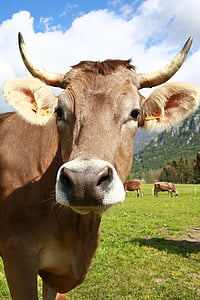 Bovino, karvė, gyvūnai, kalnų, gyvulių, ganyklos, vasaros