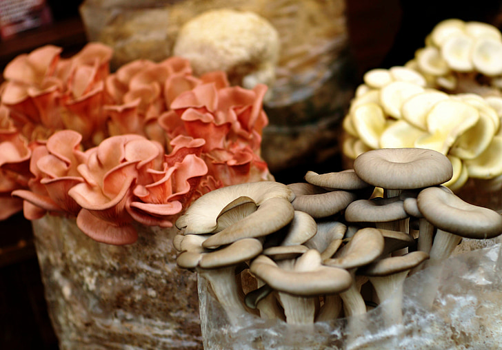 mushroom, food, market, tasty, homemade, rustic, nutrition