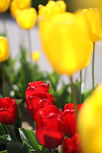 Tulipa, flores, Primavera, flor, natureza, Primavera, amarelo