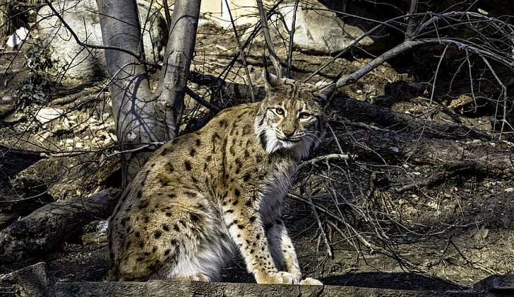 Lynx, kat, dyr, eurasischer lynx, pattedyr, opmærksomhed, vilde