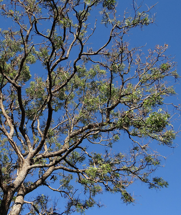arbre, Azadirachta indica, arbre de neem, Dharwad, Inde, organique, Agriculture