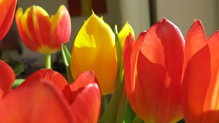 flor vermella, Tulipa, color, natura, vermell, planta de jardí, flor