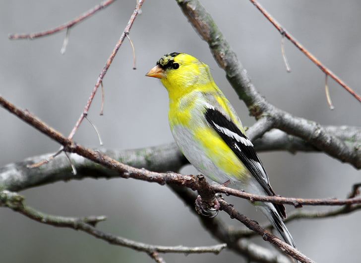 Goldfinch, pták, muž, zvíře, volně žijící zvířata, žlutá, Příroda