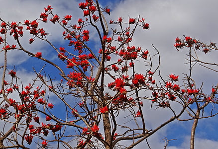 Erythrina indica, albero di corallo, scarlatto, fiore, albero, India