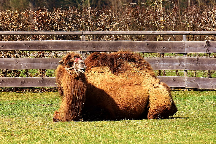 Kamel, liegen, Rest, müde, friedliche, lustig, Entspannung