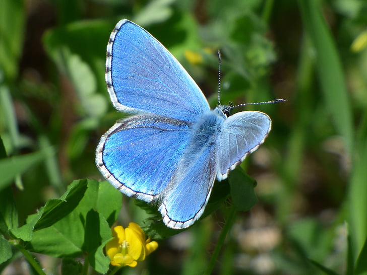 pseudophilotes panoptes, modri metulj, blaveta na farigola, podrobnosti, lepota, metulj - insektov, insektov