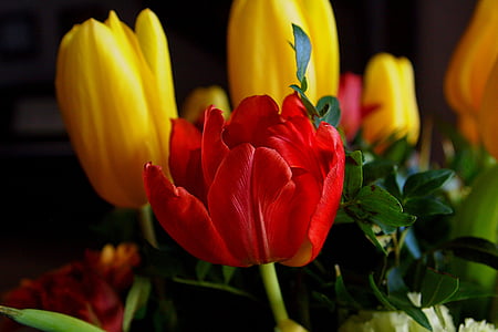 Lala, Crveni tulipan, proljeće, tulipani, cvatu, Nizozemska, boje