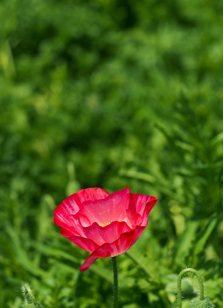 poppy, red, natural, field, landscape