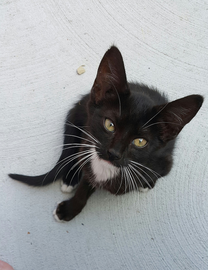mačiatko, Oreo, mačka, čierna a biela, milý, roztomilé mačky, oči mačky