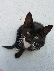 yavru kedi, Oreo, kedi, siyah ve beyaz, şirin, sevimli kedi, kedi gözleri