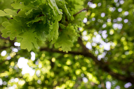 Oak, Thiên nhiên, màu xanh lá cây, cây, gỗ, môi trường, công viên