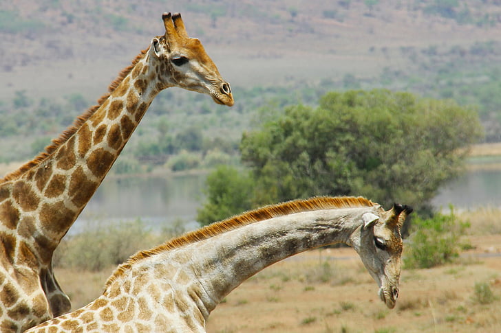 žirafy, vzrušující, dobrodružství, Safari, malebný, Krásné, zajímavé