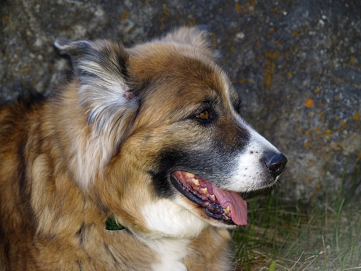 cão, canino, animal de estimação, Saint bernard, filhote de cachorro, doméstica, adorável