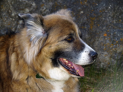 câine, canin, animal de casă, Saint-bernard, catelus, piaţa internă, adorabil