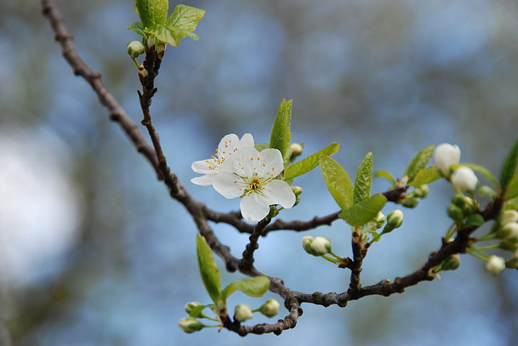 nature, branch, spring, blossom, white, flower, button
