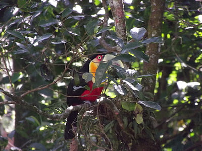 tucano, chest red yellow, mairiporã, forest, native