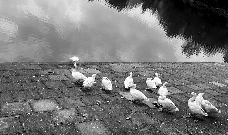 Duck, vann, svart-hvitt
