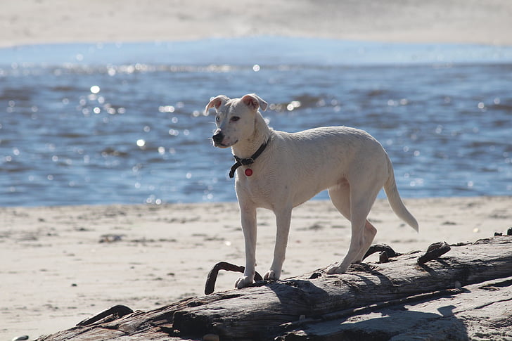 สุนัข, ทะเล, ชายหาด, น้ำ, ทะเลบอลติก, โอเชี่ยน, ทราย