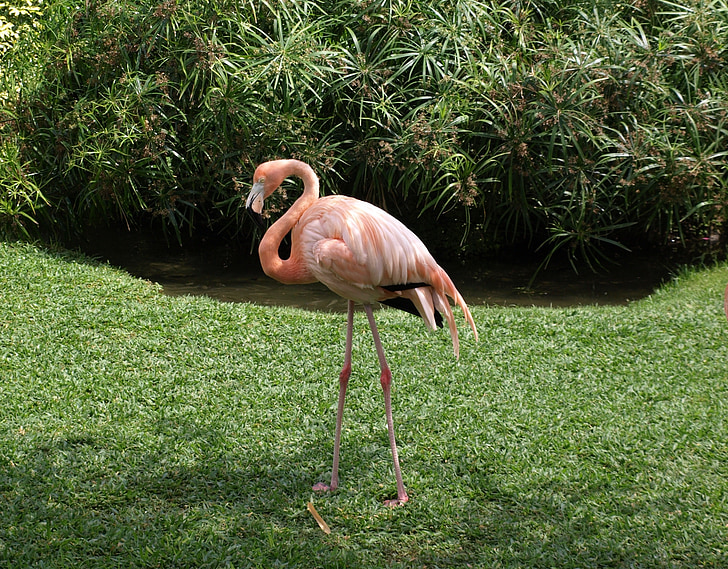 Flamingo, Příroda, pták, zvíře