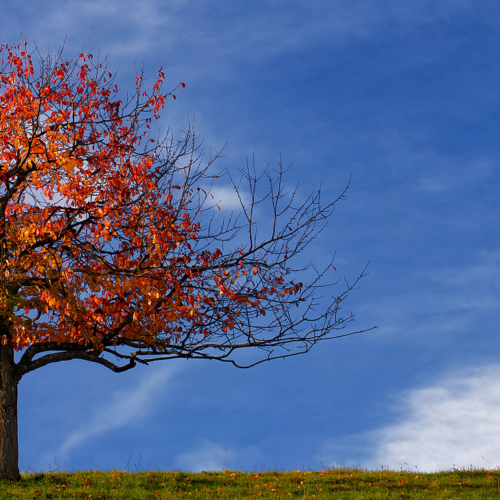 tree, autumn, leaves, fall foliage, red, brown, half