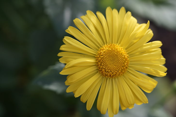 flor, amarillo, flor, floración, cerrar, Peucedanum