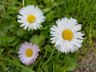 daisies, spring, flowers, meadow