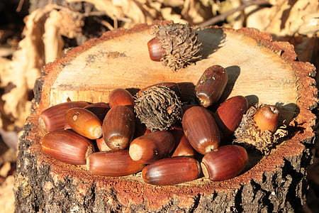acorns, fall, nut, oak, trees, woods, nature