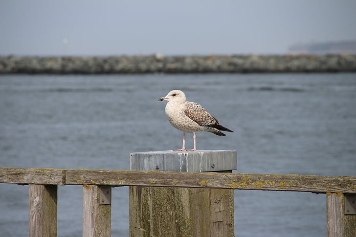 seagull, waterfowl, close, pinnate, seevogel