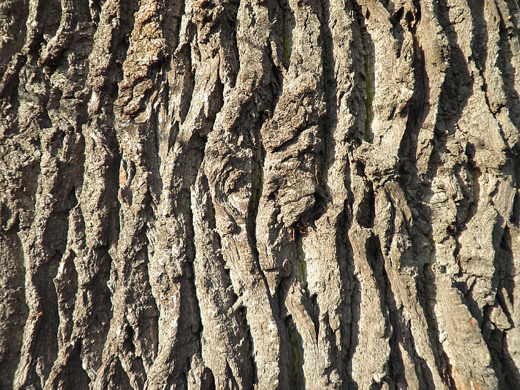 bark, tree bark, oak, old, close, log, structure