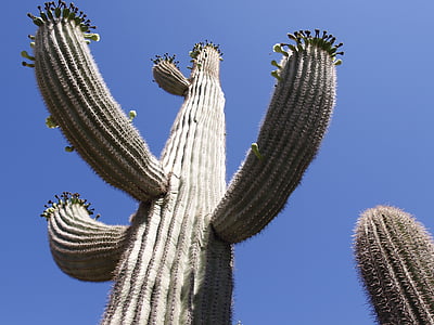 kaktus, poušť, Arizona, Spojené státy americké, Příroda, závod