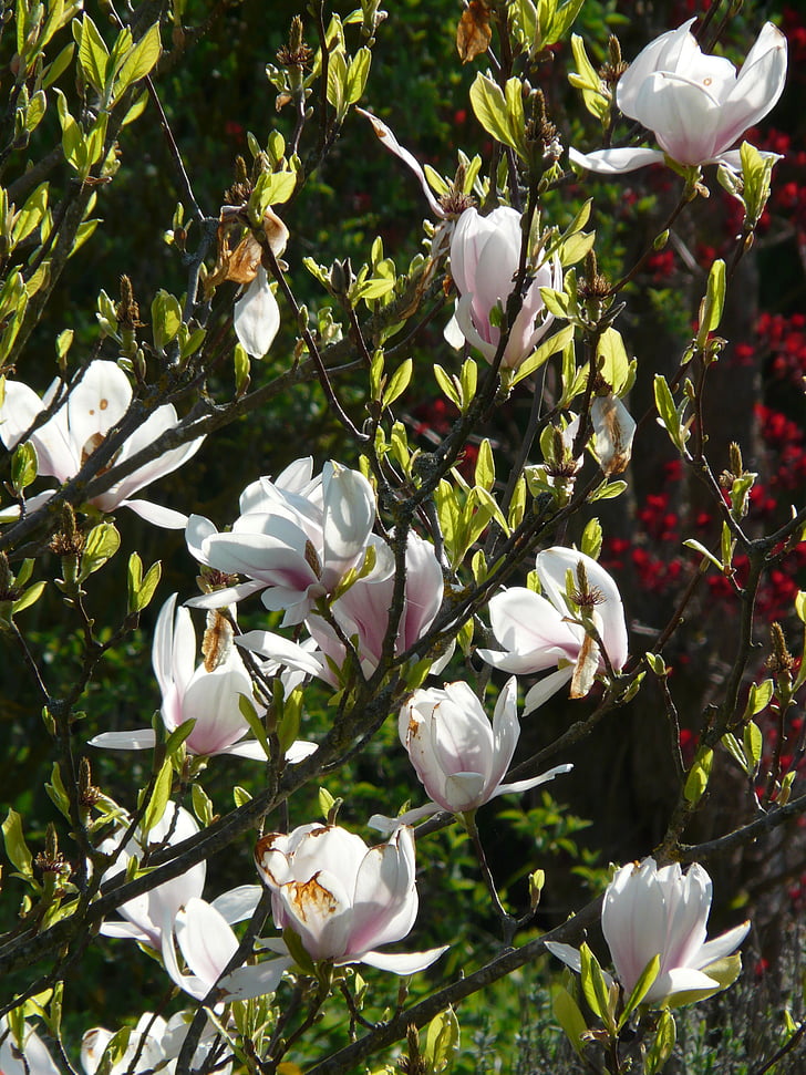 Magnolia, magnolia tulipán, árbol, Bush, flores, floración, Blanco