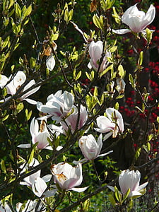 magnolia, tulip magnolia, tree, bush, flowers, bloom, white