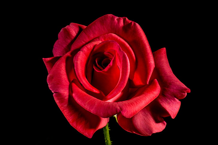 raudona rožė, Rožė, rožės žydi, žiedų, žydėti, gėlė, raudona