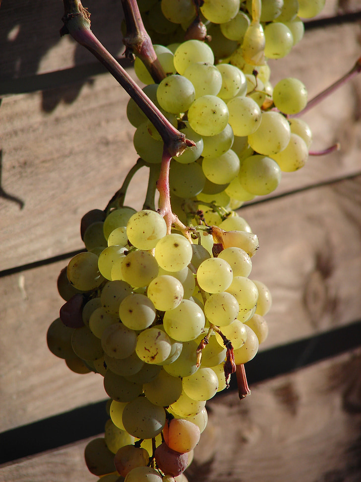raisins, vigne, vin, fruits, viticulture, période de l’année