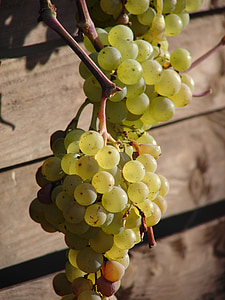 druer, Vine, vin, frukt, vindyrkende, tiden av året