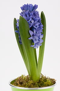 hyacint, Hyakinthos orientalis, sparrisväxter, sparrisplanta, blomma, våren, Anläggningen
