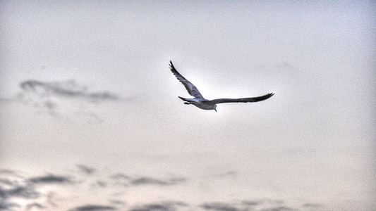 seagull, sky, clouds, cloud, bird, nature, flying
